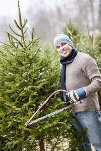 Fresh-Christmas-Tree-Cut