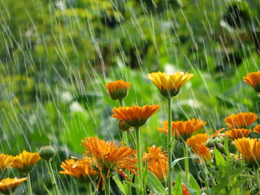 Spring_Rain
